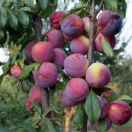 Саджанець Слива колоновидна Блю Світ в контейнері